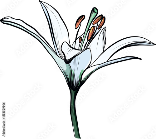 White lily flower in full bloom illustration