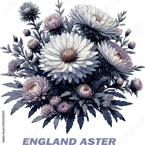 New england aster vector white background .