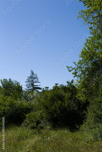 A group of trees with a blue sky above
