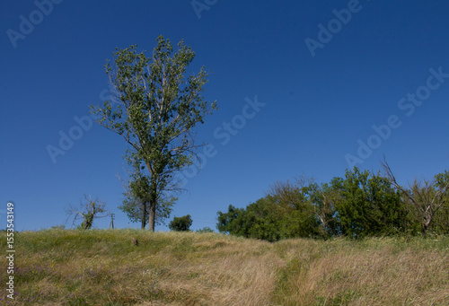 A tree in a field