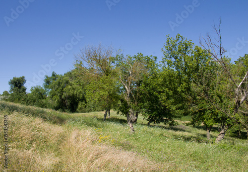 A grassy area with trees and bushes