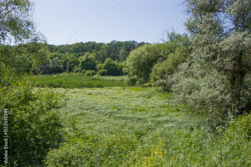 A grassy field with trees in the background