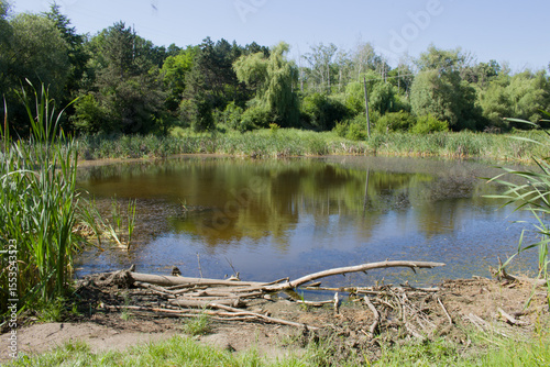 A pond with trees around it