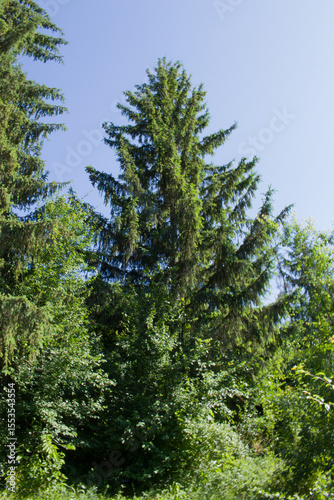 A tree with green leaves