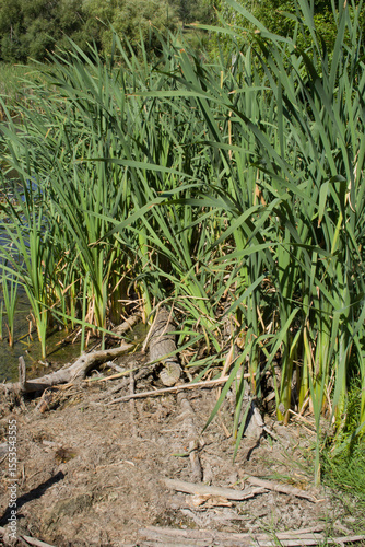 A close-up of some plants