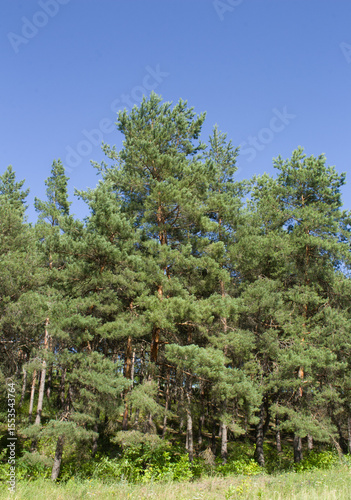 A group of trees in a forest