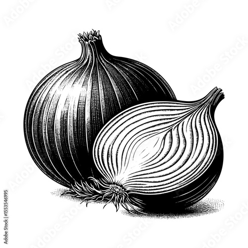 Wallpaper Mural Onion engraving black and white outline. Scratch board imitation. Torontodigital.ca
