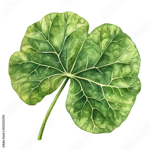 A Nasturtium Leaf, watercolor clipart vector, isolated on a white background.