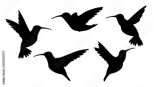 humming bird silhouette vector illustration on tranparent background