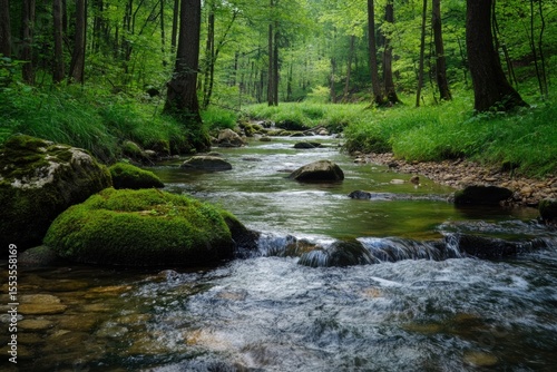 Shaded forest brook with moss-covered rocks