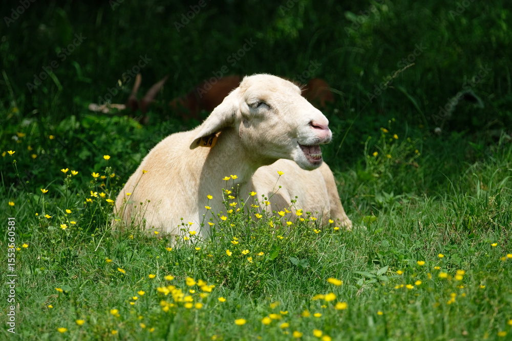 Fototapeta premium Large older sheep lying in a field of buttercups and grass