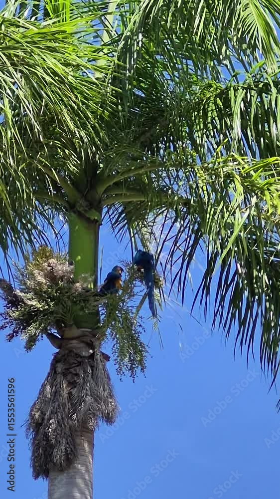Um casal de araras empoleirados, se alimentando em um coqueiro, em um dia claro com céu azul.