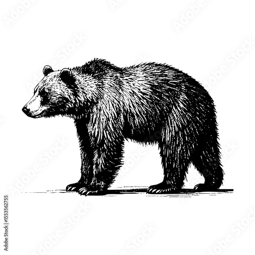 A bear sketch portrait engraving black and white outline. Scratch board imitation.