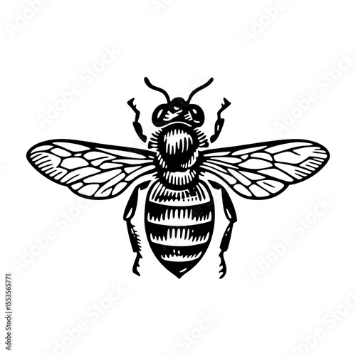 Bee sketch engraving black and white outline. Scratch board imitation.