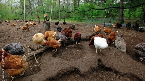Time lapse of variety of hens or egg layers pecking soil or freely roaming in outdoor enclosure as animals being cage free organically raised in back yard farm
