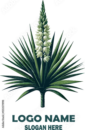 yucca vector white background .