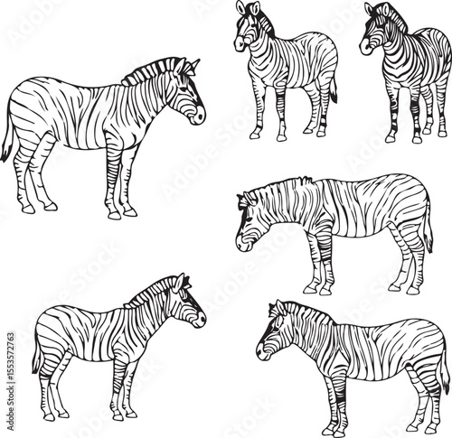 Zebra Line Art: Six Unique Zebra Illustrations for Design Projects
