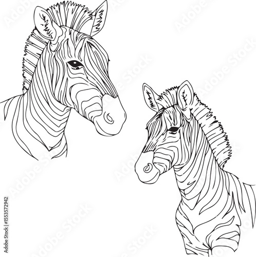 Elegant Zebra Portraits: Line Art Drawings of Equine Beauty