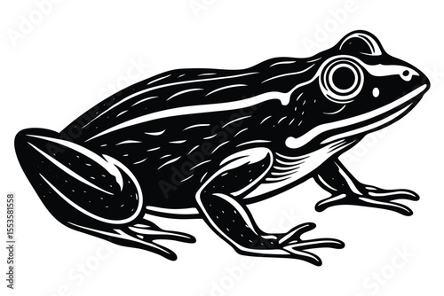 Bold black and white frog illustration shows detailed line work on its skin
