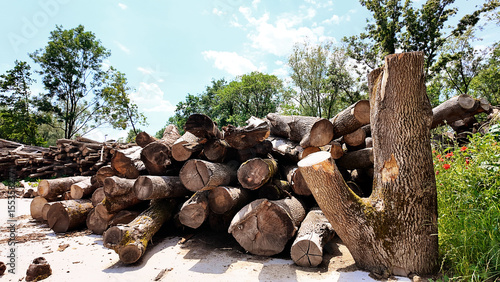 open air lumberyard: tree trunks cleaned of branches stacked in pile, ready for joinery