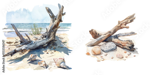 beach with driftwood and seashells watercolor vector illustration