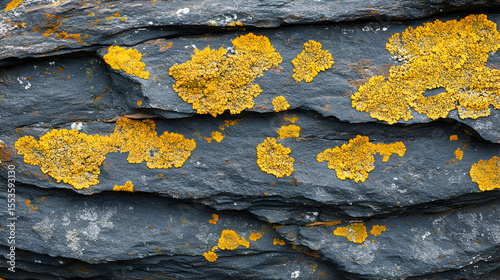 Striking close-up of vibrant yellow lichen flourishing on dark grey slate rock.  Natural texture background image.