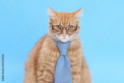 Funny cat in academic style attire. Perfect for themes of learning, success, business education, or online courses.
