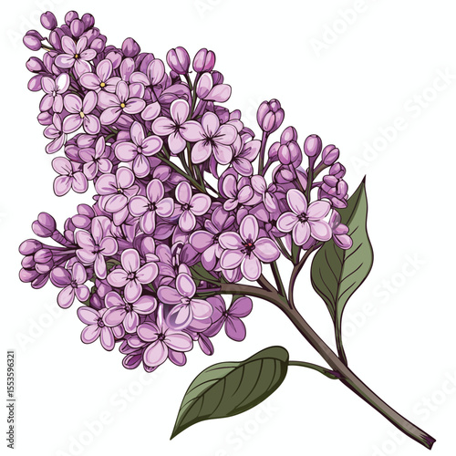 branch of lilac vector