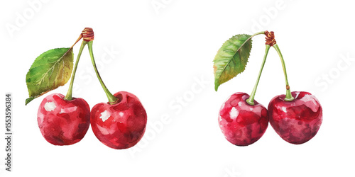 cherry watercolor vector illustration