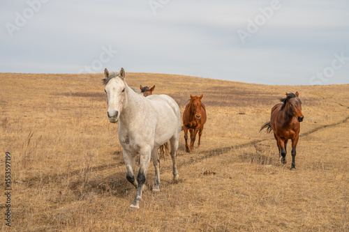  Herd of Horses Running Through Dry Prairie
