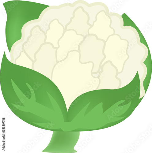Cauliflower Vegetable Illustration with Green Leaves