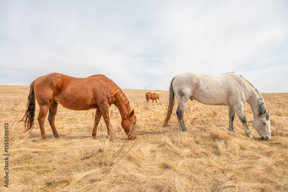 Obraz premium Group of Horses Grazing on Dry Golden Prairie