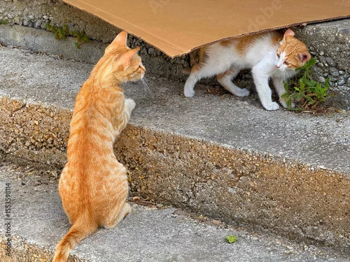 Obraz Ginger cat feline mom playing with her kitten.