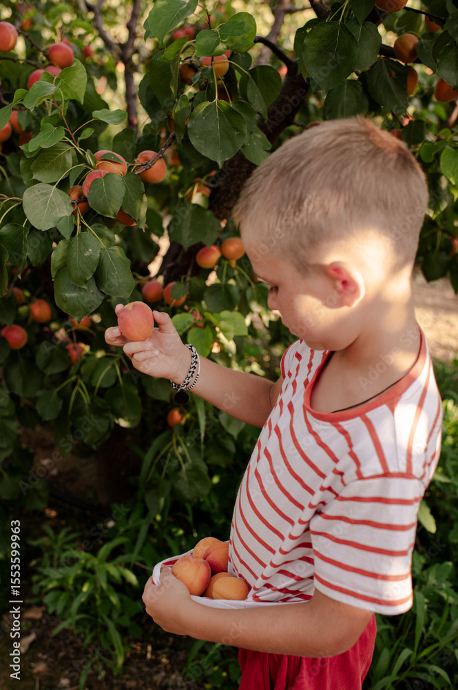 Young boy picking apricots into his T-shirt in a sunny orchard. Joyful childhood moment in nature, seasonal harvest and outdoor summer activity. Young boy picking apricots into his T-shirt in a sunny orchard. Joyful childhood moment in nature, seasonal harvest and outdoor summer activity.