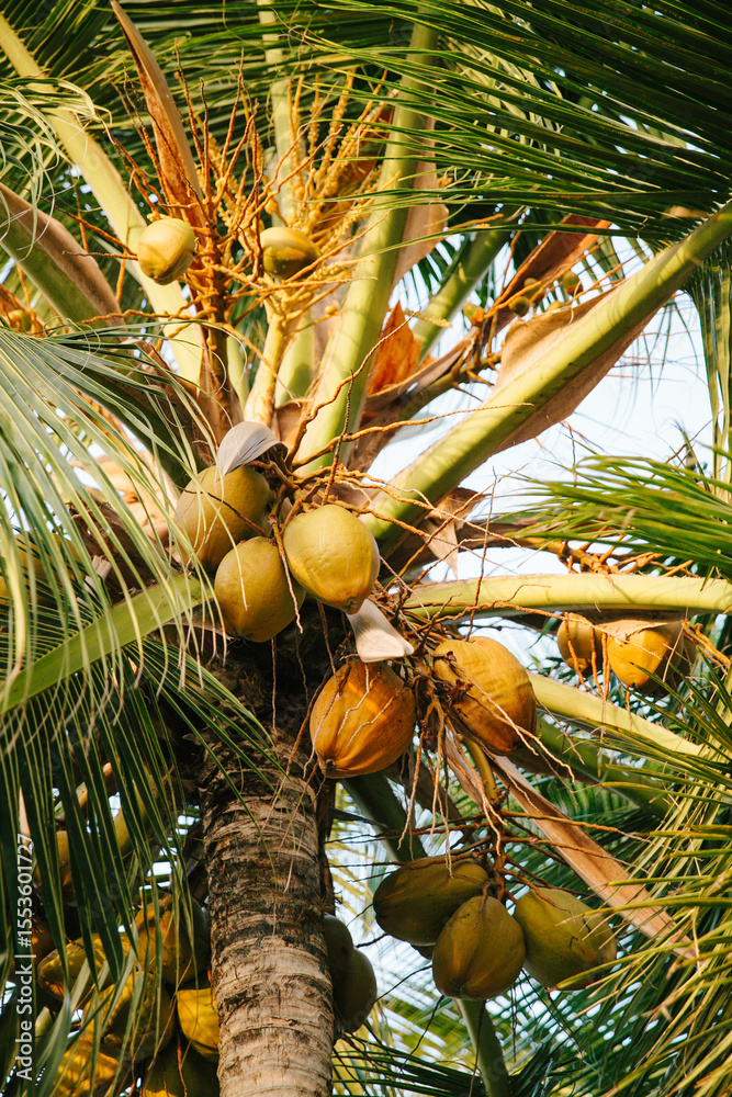 Fototapeta premium Coconuts growing on a tropical palm tree in a sunny landscape during late afternoon