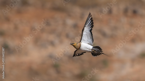 Tableau sur toile pin-tailed sandgrouse