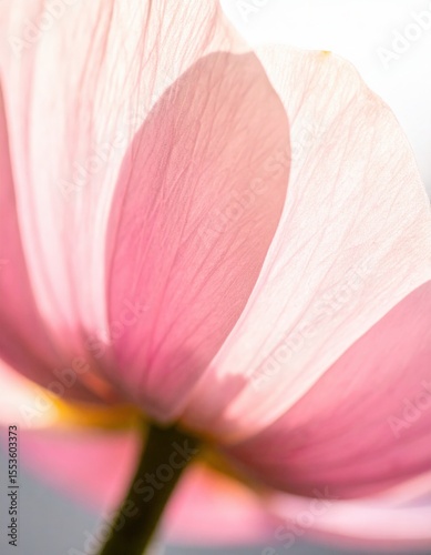 Wallpaper Mural Close-up of a delicate pink and white blooming flower with soft petals and gentle natural lighting, macro floral nature background Torontodigital.ca