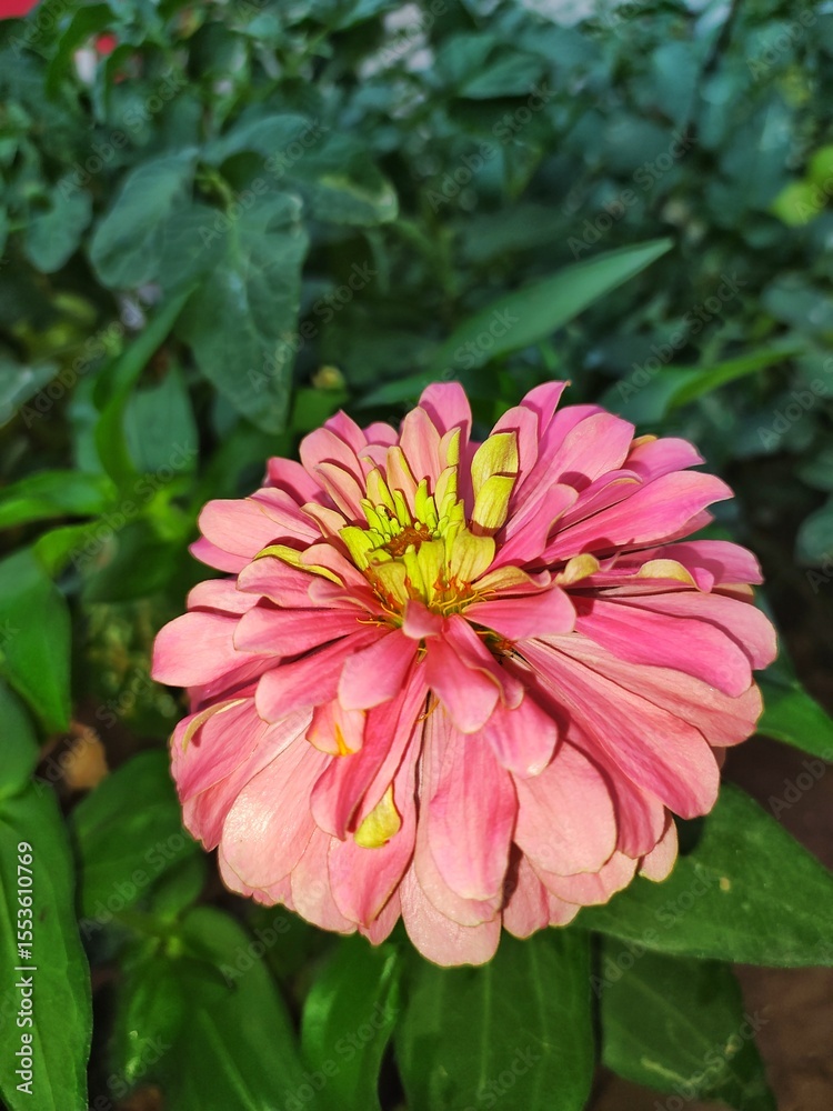 Obraz premium pink dahlia flower