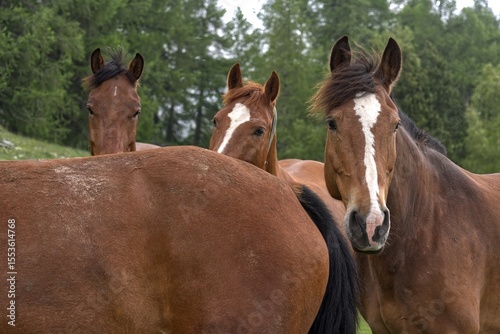 Herd of brown horses in Engadin, Switzerland.