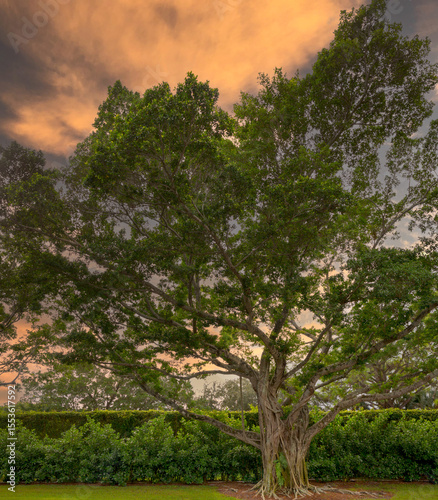 tree in the park