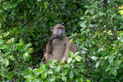 Baboon sitting in a tree in the green season in Kruger National Park in South Africa 