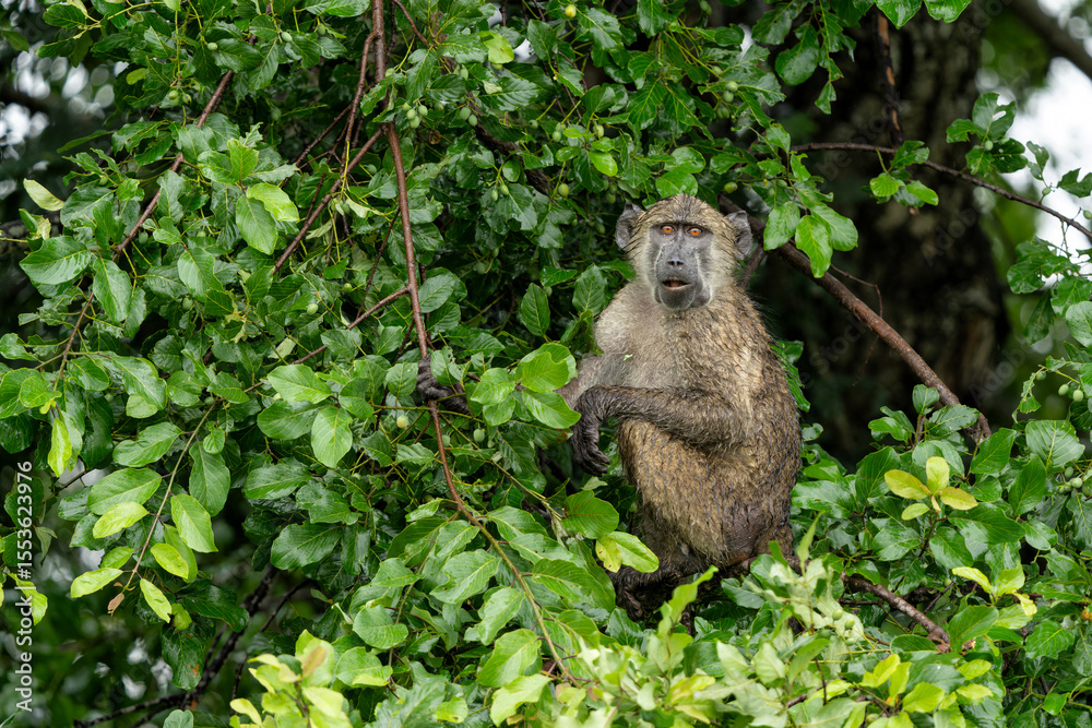 Obraz premium Baboon sitting in a tree in the green season in Kruger National Park in South Africa 