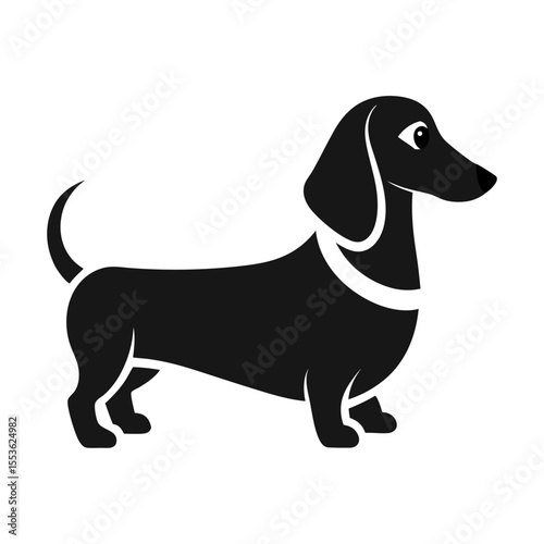 black and white dog