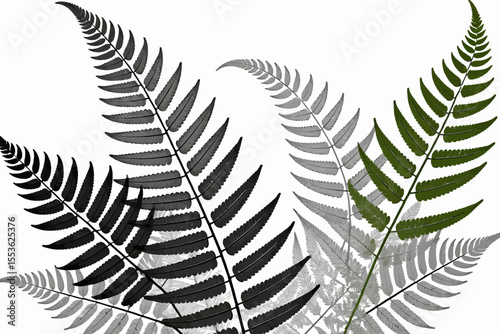 Fern Fronds in Black Grey and Green- Nature Inspired Background- Botanical Illustration of Ferns- Minimalist Plant Art for Home Decor- Leafy Pattern Design