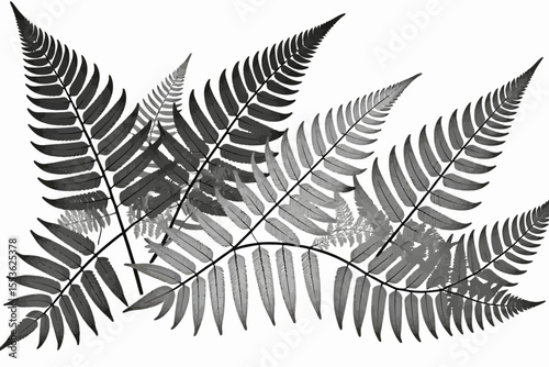 Fern Fronds in Black and White- Detailed Botanical Illustration- Nature Inspired Art- Perfect for Backgrounds- Minimalist Design- Black Ferns on White Backdrop