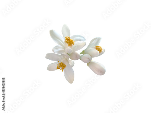 Orange tree flowers and buds bunch isolated transparent png. Citrus sinensis flowering plant.