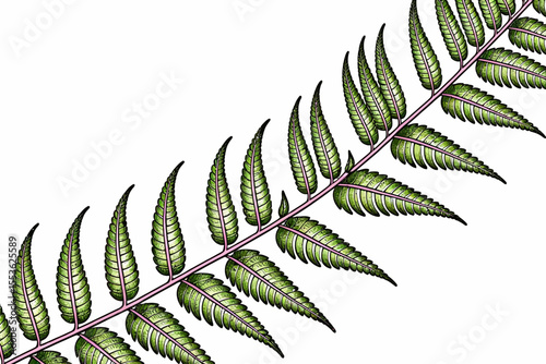 Green Fern Illustration-Detailed Botanical Art-Close Up of Fern Leaves-Natural Plant Drawing-Fern frond with vibrant green leaves & light pink stem on white-Beautiful fern design