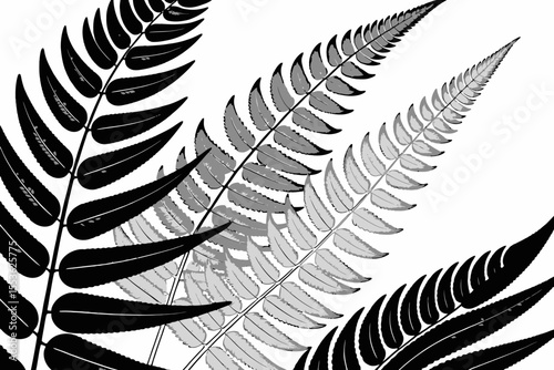 Monochrome Fern Fronds - Detailed Leaf Art Illustration - Black and White Botanical Design - Elegant Fern Pattern - Nature Inspired Graphics - Fern Leaf Background