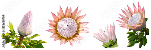 【透過PNG】実物写真ベース『キングプロテア』4点セット（蕾・半開・満開）背景なし／高解像度／高品質／植物素材｜Real Photo-Based King Protea 4-Piece Transparent PNG Set — Bud, Semi-Open, Full Bloom — High-Resolution, Professional Quality Floral Clipart