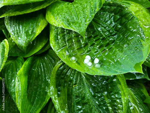 Wallpaper Mural White hailstones on a broad green hosta leaf. Ice balls after a summer thunderstorm in a green garden Torontodigital.ca